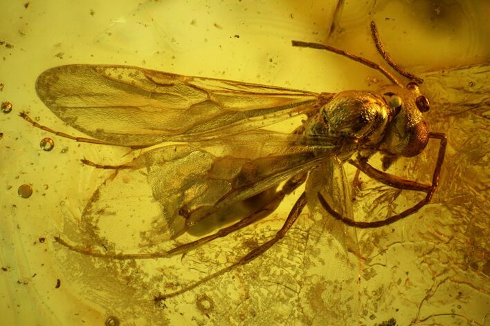 Fossil Fly (Diptera) And Wasp (Hymenoptera) In Baltic Amber #135078